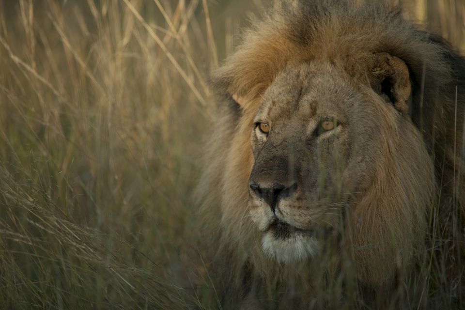 Cecil the lion was shot dead with a bow and arrow by Minnesota dentist Walter Palmer in 2015. Photo: Channel 4